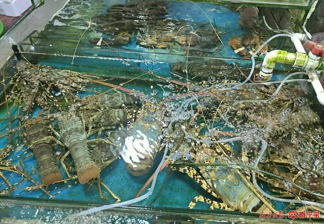 苏州南环水产最新价格动态，市场与自我变化同步调整