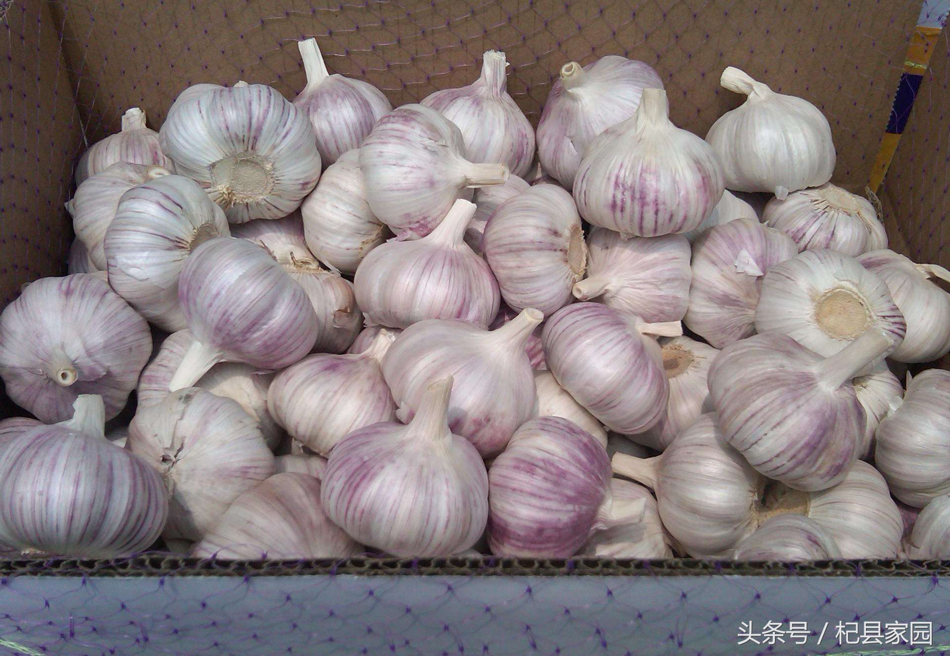 山东莱芜大蒜最新行情报告，价格动态更新揭秘