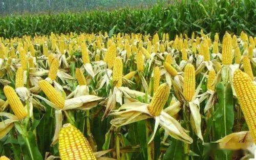 林州玉米最新行情与友情交织的温情故事