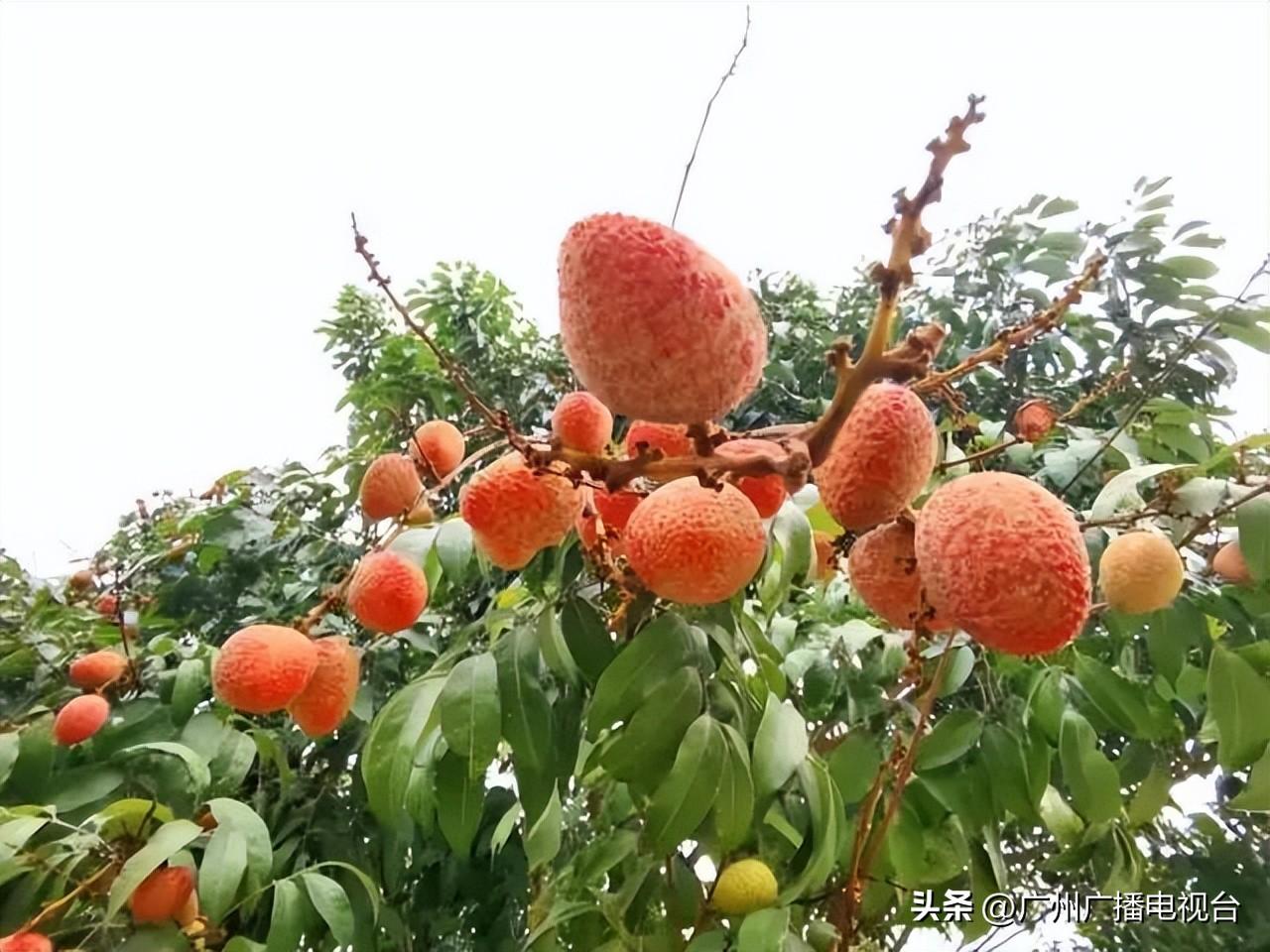 广州最新免摇号车型表，科技重塑出行，梦想车触手可及