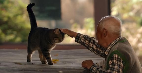 猫先生电影，独特魅力与争议性的深度剖析