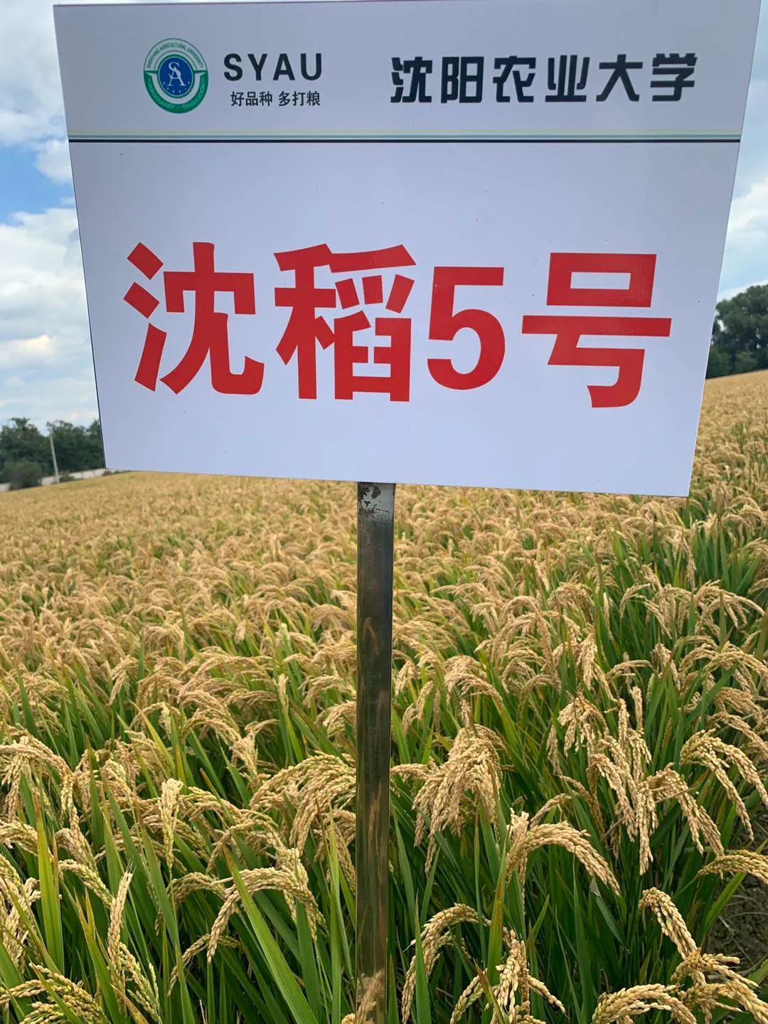 品牌形象策划与设计 第246页