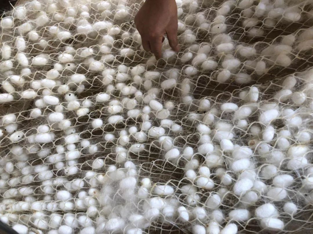 干茧价格最新揭秘，不容错过的行业资讯！