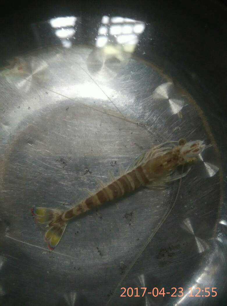 皮皮虾传奇最新探索，自然美景的奇妙之旅