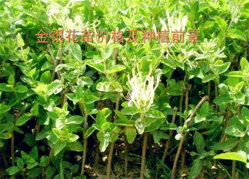 金银花最新价格动态，价值变迁与学习的力量
