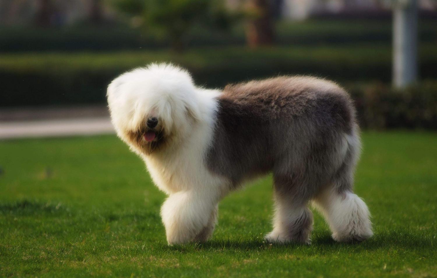 天一犬舍最新长毛种公——毛球传奇之旅