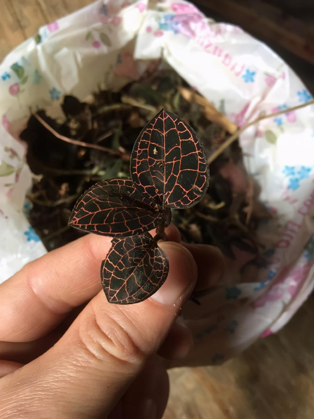 探索自然奥秘的最新草药引领健康新时代