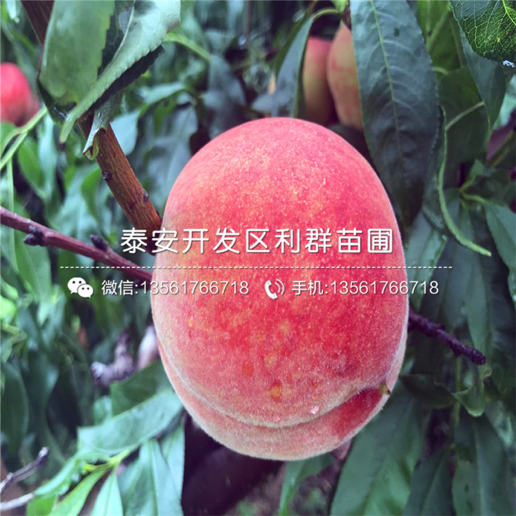 最新桃苗批发，优质选择，开启甜美事业之旅