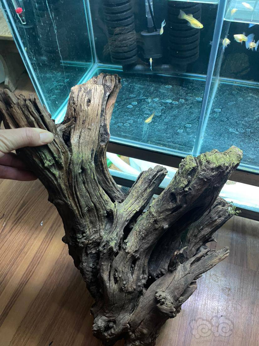 沉木最新小说及多维度观点解析