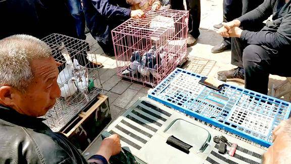 榆次最新鸽市盛况及新风尚探索指南