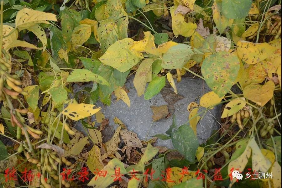 泗县刘圩最新动态与日常趣事,深厚的友情纽带展现