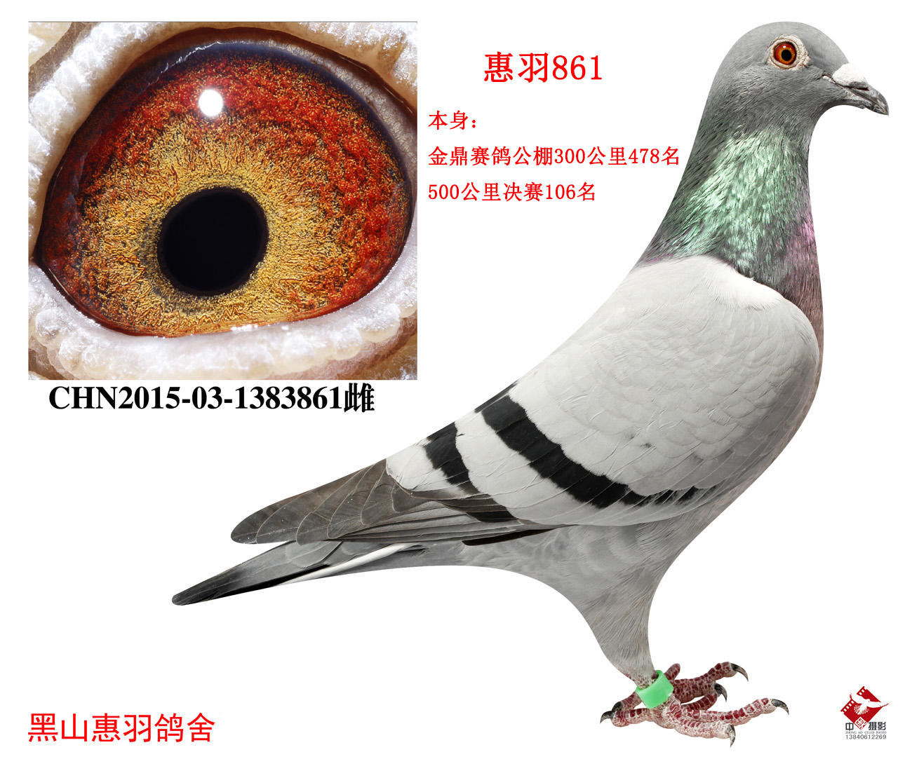 金鼎公棚未来赛事序幕揭晓,最新公告透露未来计划