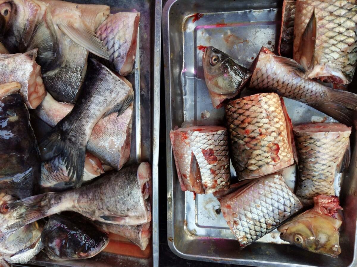 今日牛蛙市场行情深度探讨,价格动态与行情分析