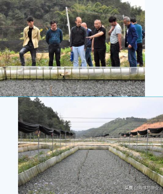 今日牛蛙市场行情深度探讨,价格动态与行情分析