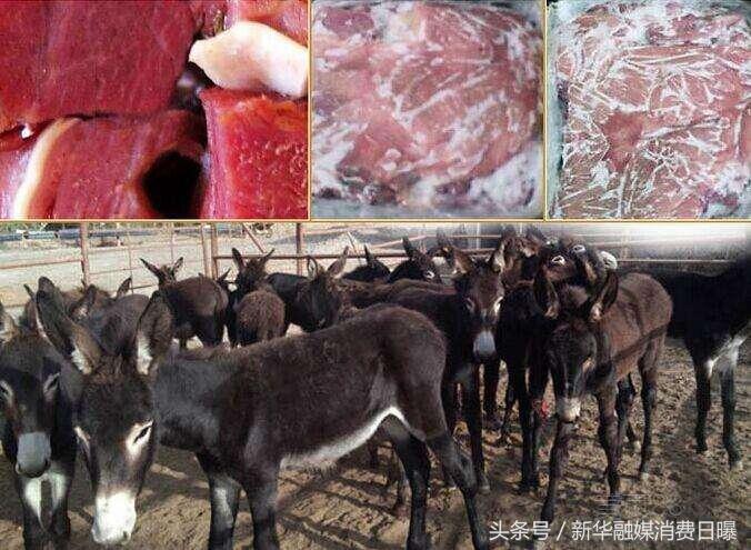 毛驴价格行情,科技引领驴产业变革,重塑体验新篇章