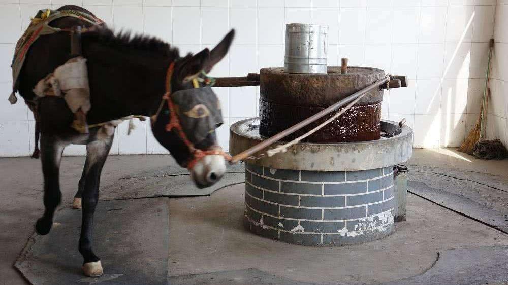 毛驴价格行情,科技引领驴产业变革,重塑体验新篇章