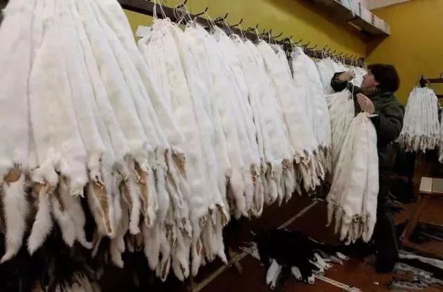貂皮市场行情深度论述与趋势分析