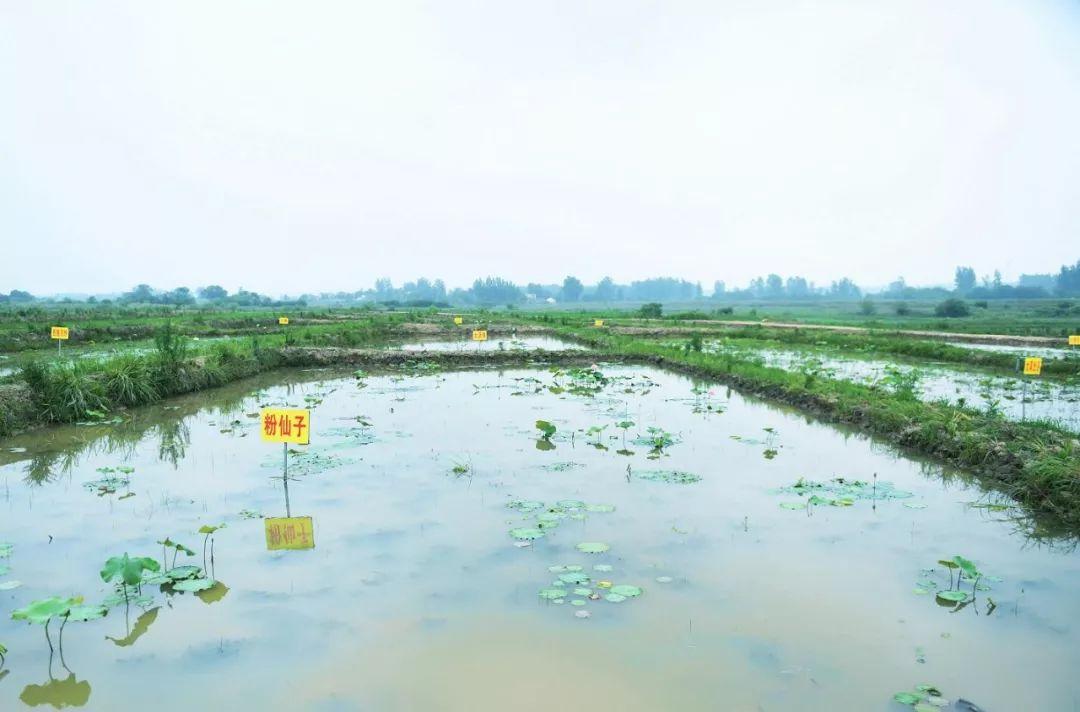 今年莲子市场行情深度解析
