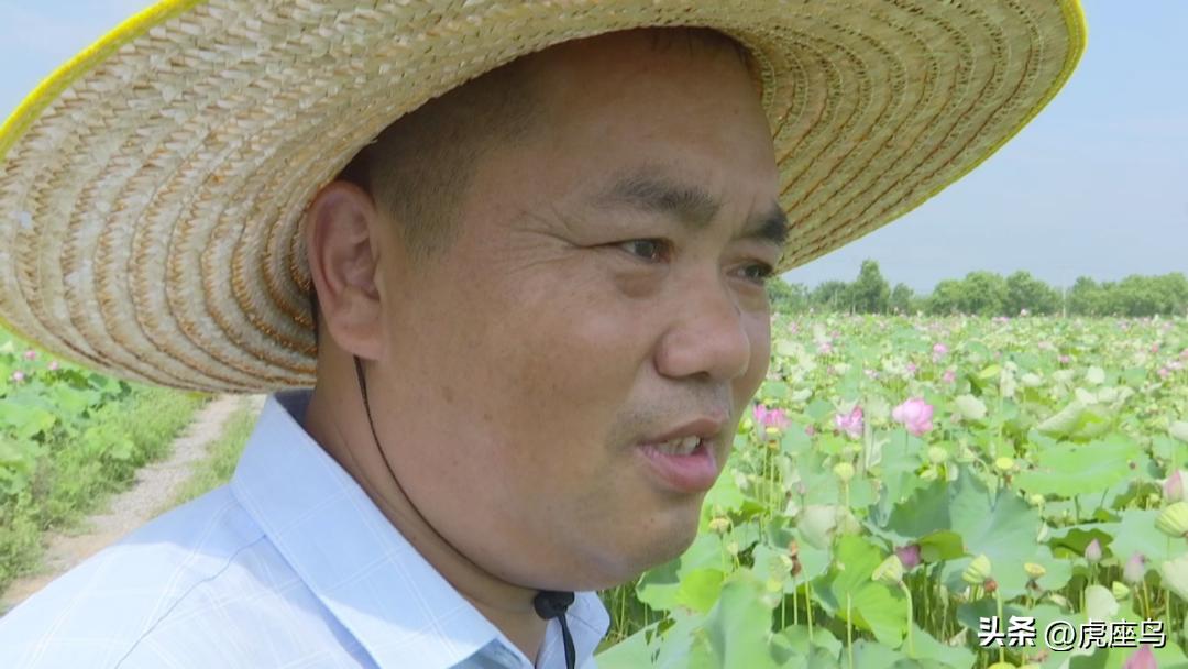 今年莲子市场行情深度解析