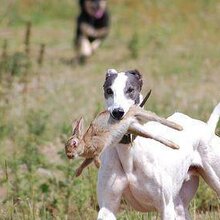 保定格力犬最新贴吧，小巷特色小店，犬迷的秘密天堂！