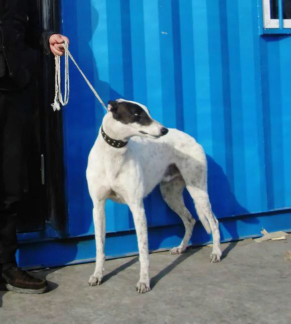 保定格力犬最新贴吧,小巷特色小店,犬迷的秘密天堂!