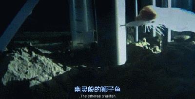 最新狮子纪录片,自信与成就感的启示之旅