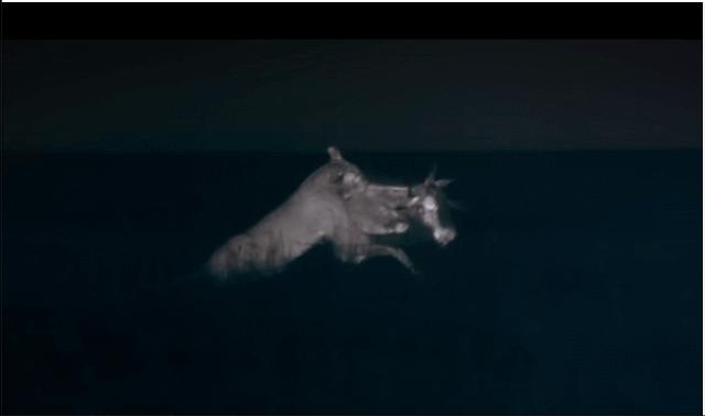 最新狮子纪录片,自信与成就感的启示之旅