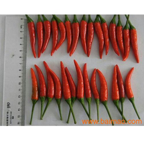 鲜辣椒价格行情揭秘,时代变迁与市场动态