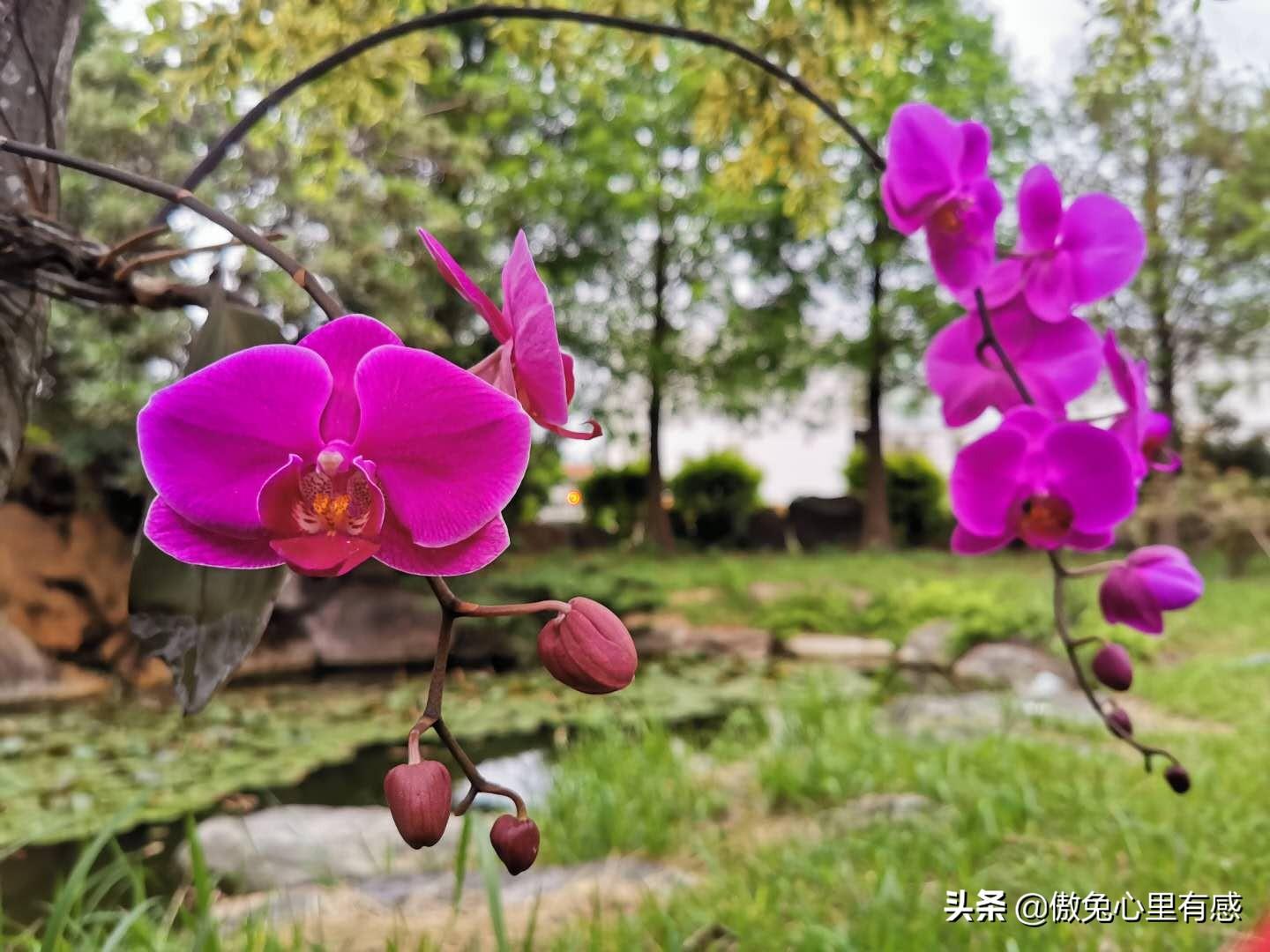 蝴蝶最新,时尚潮流与文化象征的深入探讨