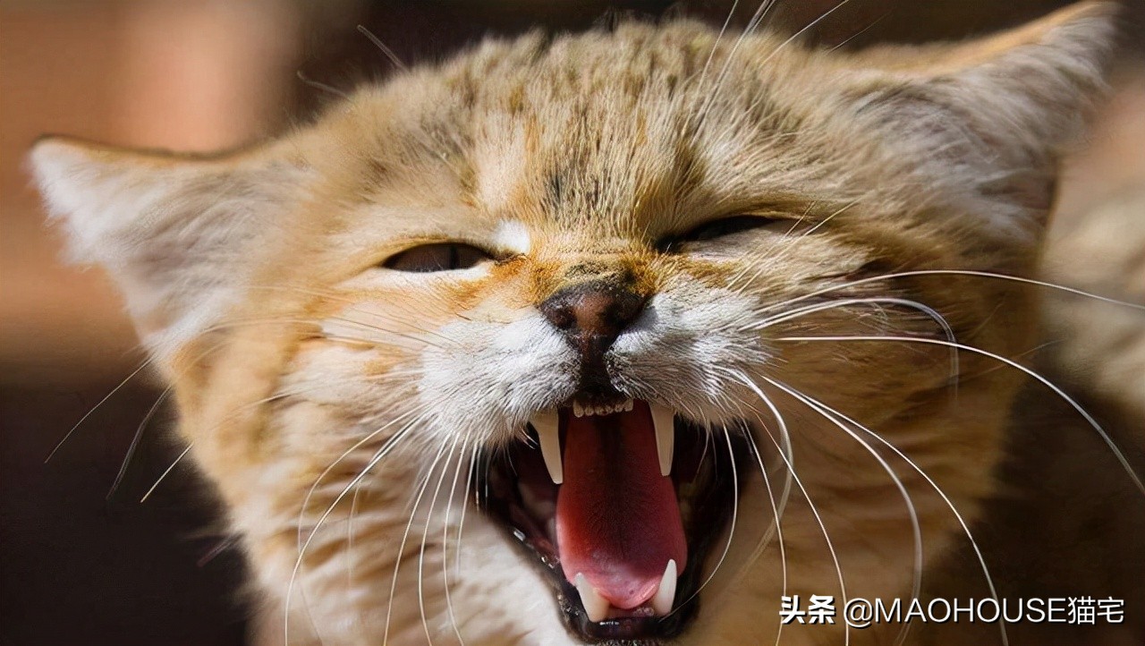 温馨猫趣日常,最新猫叫声记录与分享