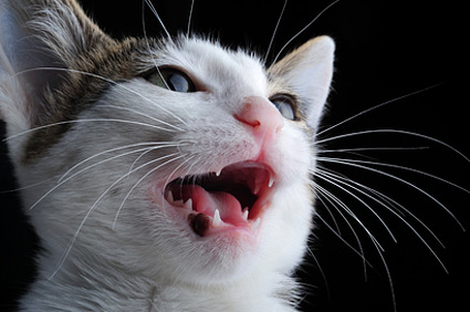 温馨猫趣日常,最新猫叫声记录与分享