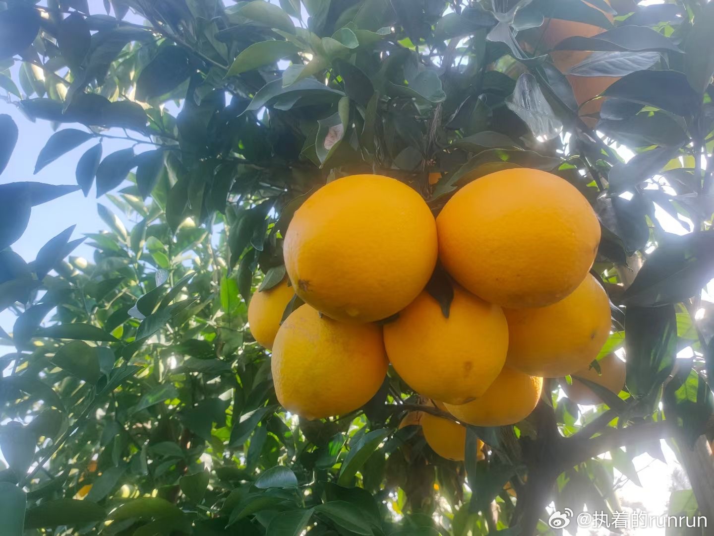 最新脐橙盛宴，甜蜜与鲜美的饕餮之旅
