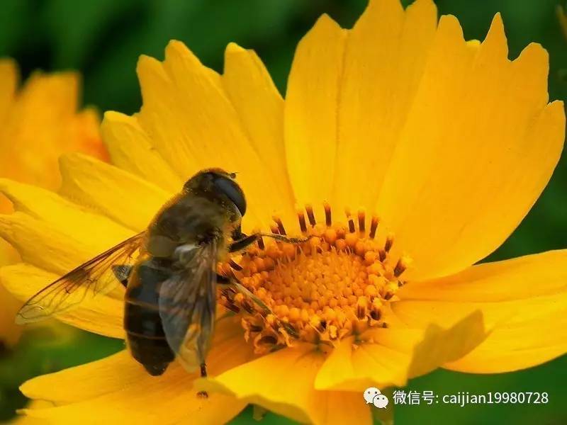 励志蜜蜂故事，引领自信与成就的新时代篇章