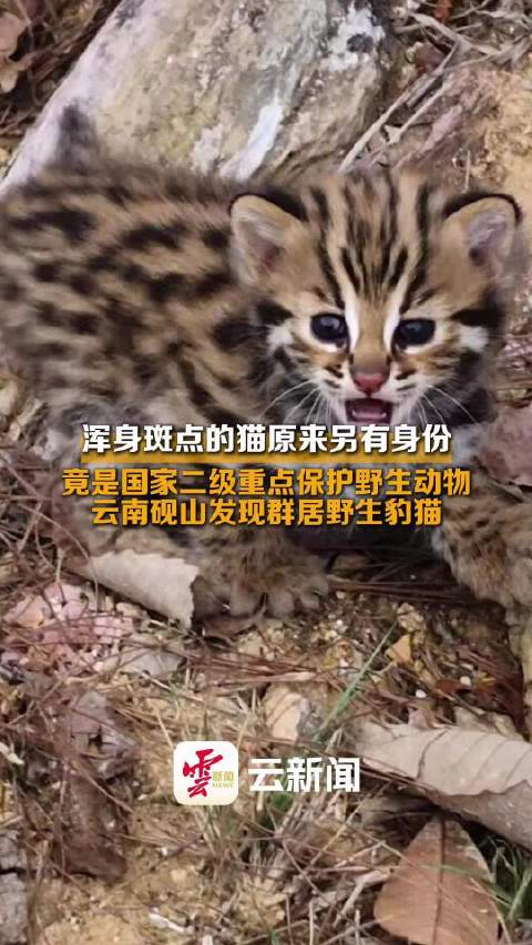 豹猫最新研究动态，生态习性、保护现状以及科研进展探讨