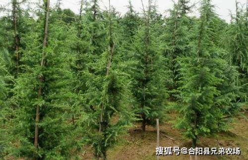 雪松产业的创新与发展探索最新动态