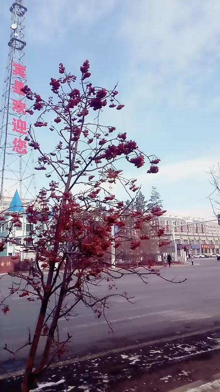 宾县最新发展动态深度解析与观点阐述