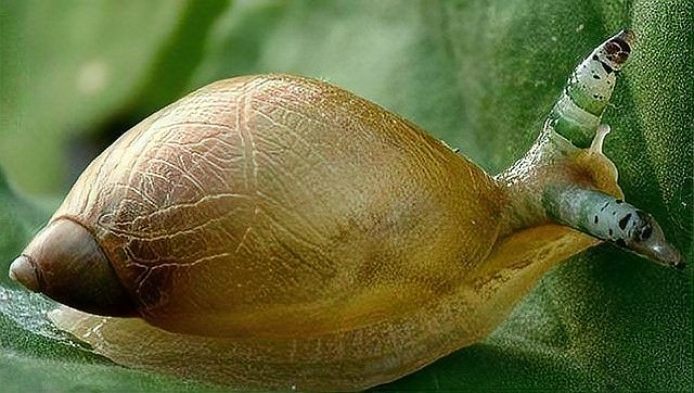 探索蜗牛世界的神奇与独特，最新发现与独特之处揭秘