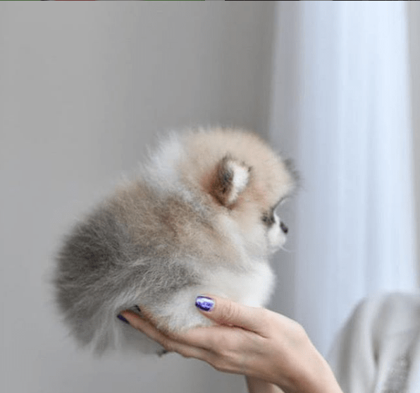 最新博美犬饲养指南，成为优秀主人的秘诀