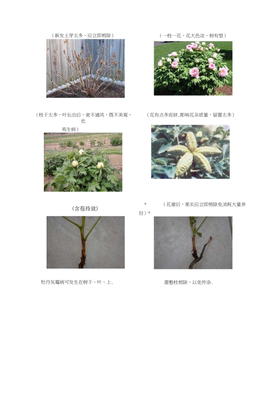 最新牡丹种植技术指南，从入门到精通，带你领略牡丹之美
