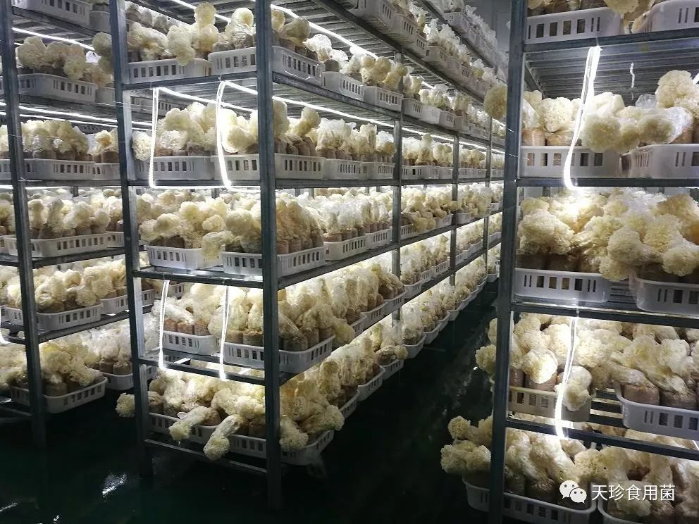 福建最新菌种，自信与成就感的成长之旅探索