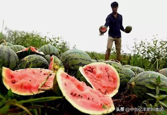 揭秘西瓜滞销背后的原因与应对策略，最新分析与探讨🍉