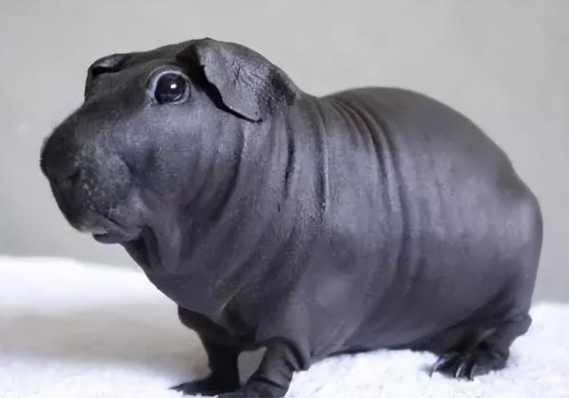 焦太郎最新精彩世界探索,领略独特魅力!