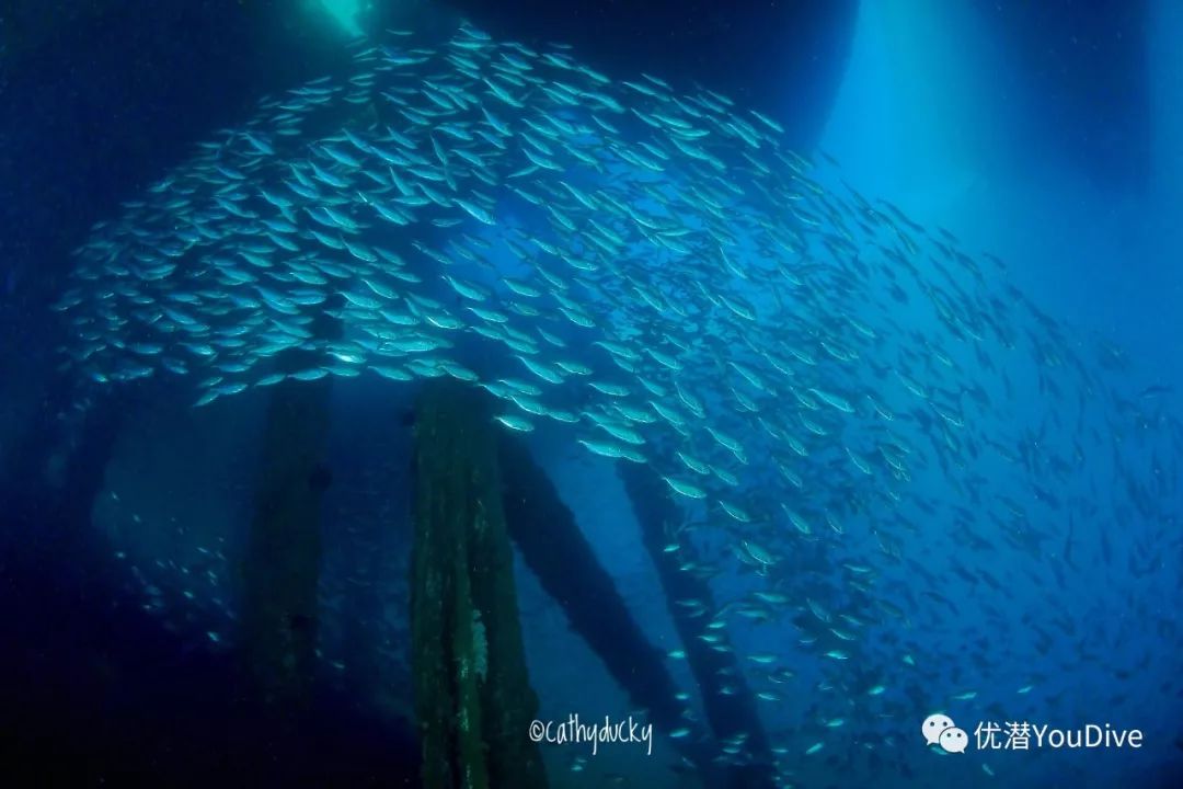 深海之旅,探寻内心平静的鱼最新视频