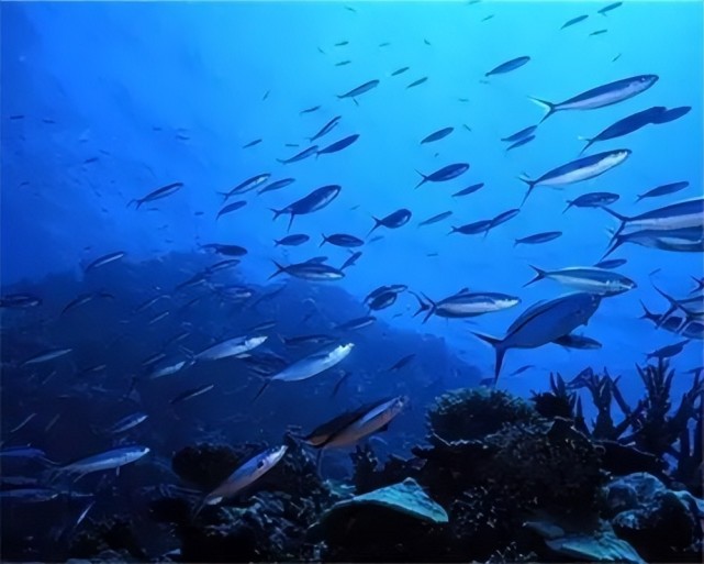 深海之旅,探寻内心平静的鱼最新视频