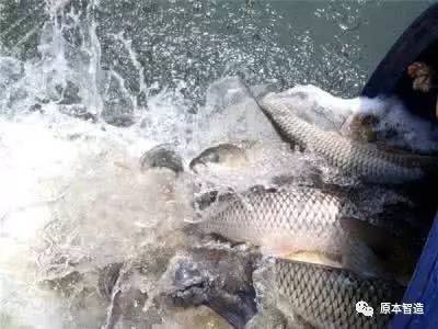 海南罗非鱼最新价格,时代变迁中的鱼价动态